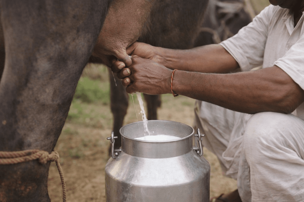 Fresh milk collected from buffalo into steel can